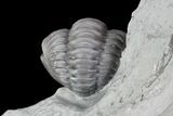 Wide, Enrolled Flexicalymene Trilobite - Ohio #76363-2